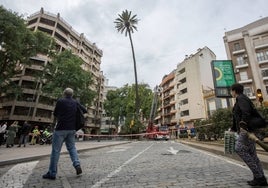 La mítica palmera de Quintero Báez resiste a los temporales
