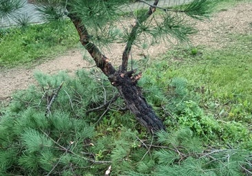 Los vecinos denuncian al «vándalo del hacha», un individuo que se dedica a cortar árboles del Parque Moret sin permiso