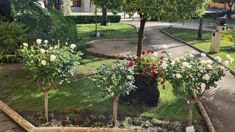Inician la plantación de 4.000 flores en zonas claves de Huelva