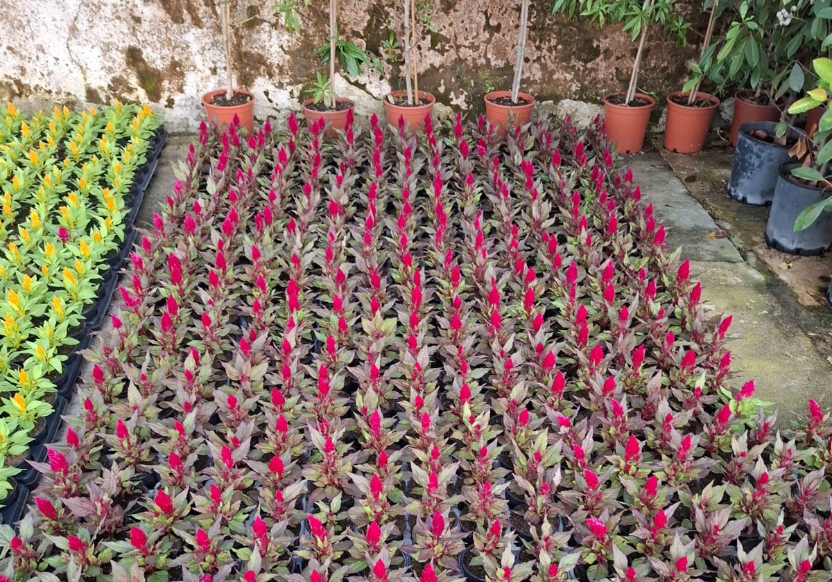 Inician la plantación de 4.000 flores en zonas claves de Huelva