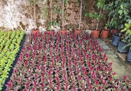 Inician la plantación de 4.000 flores en zonas claves de Huelva