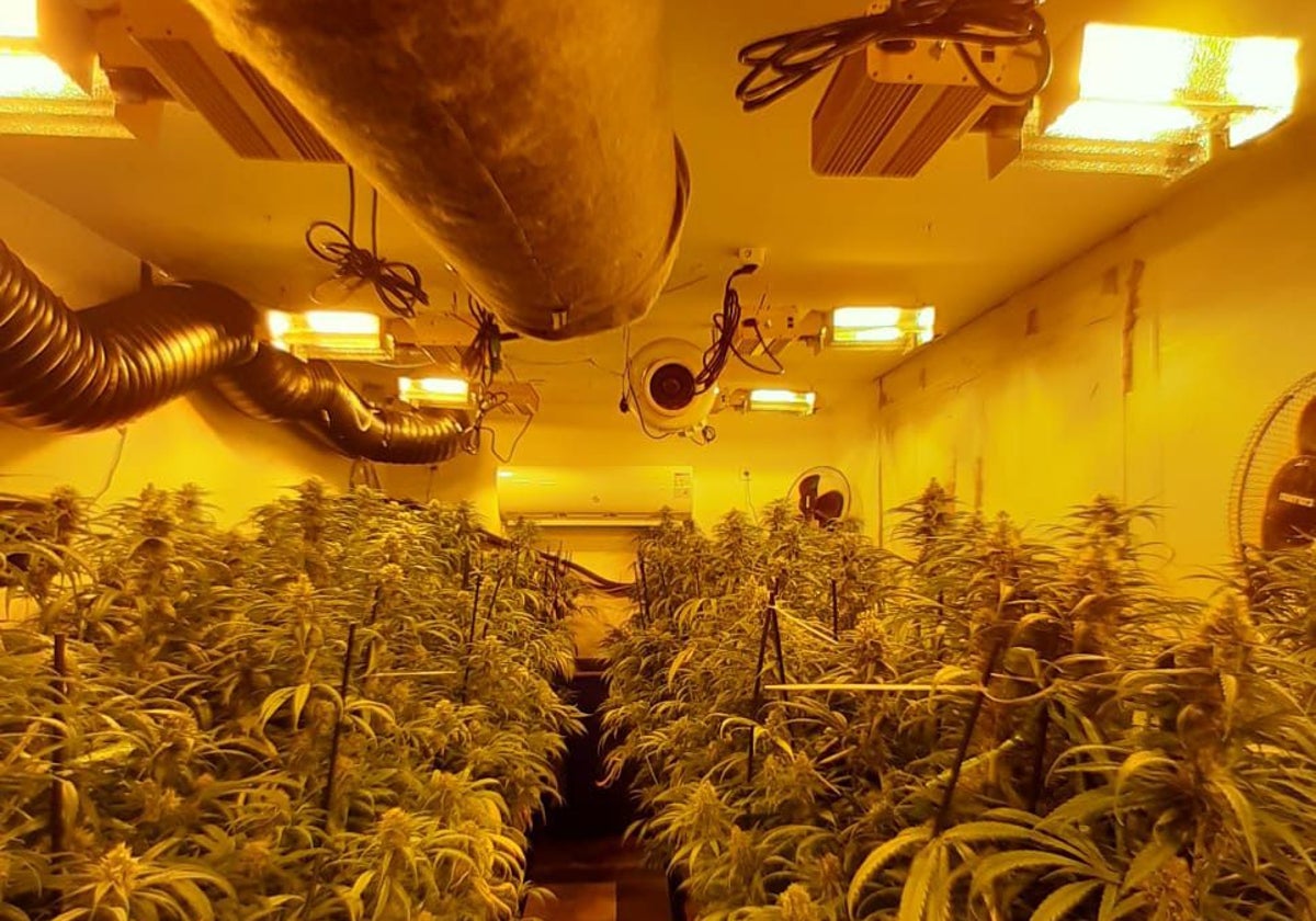 Plantación de marihuana indoor