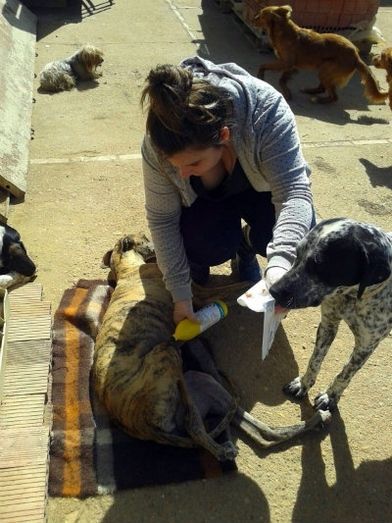 'Estamos desbordados y nos chantajean con abandonar animales si no los recogemos. Se aprovechan de nosotros'