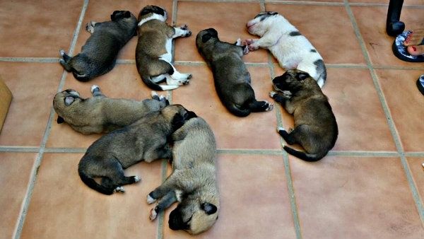 Encuentran a ocho cachorros recién nacidos abandonados en la carretera de Lepe a Villablanca