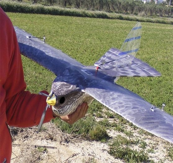 La Junta comprueba las soluciones de los drones biomiméticos en la lucha contra las plagas aviares