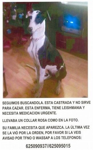El runrún: Guerra hamburguesera en la plaza de las Monjas