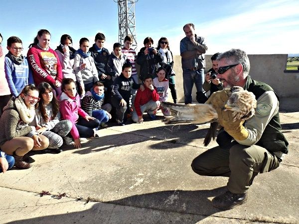 Medio Ambiente recupera un milano real y lo devuelve a su hábitat en el Parque Sierra de Aracena y Picos de Aroche