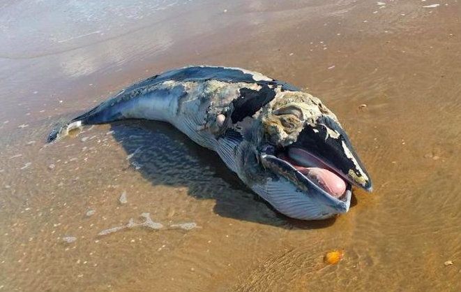 Aparece muerta una cría de ballena en la playa de La Antilla
