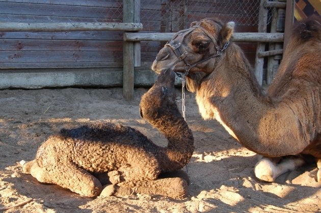 Nace la segunda generación de dromedarios en el Parque Dunar de Doñana