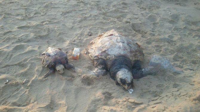 Aparecen en Mazagón dos tortugas muertas