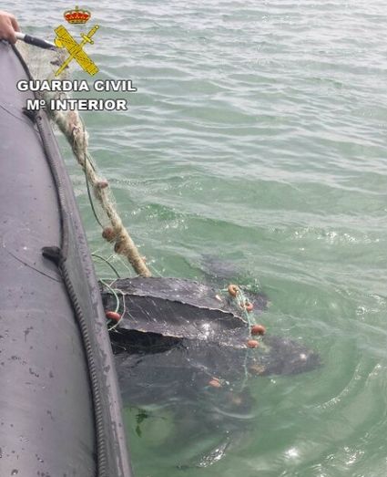 La Guardia Civil libera a una tortuga laúd atrapada en una red ilegal de pesca