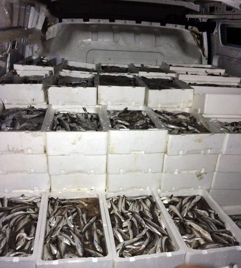Interceptado un isleño con 1.400 kilos de pescado sin identificar
