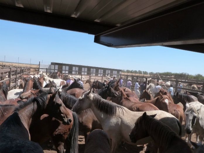 3.000 personas pasaron por la feria ganadera 'Saca de las Yeguas' de Almonte