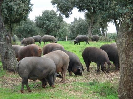 La Guardia Civil recupera 38 cerdos robados y trasladados a otra finca