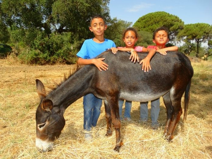 Los burros bomberos de Doñana multiplican su trabajo por el riesgo de incendios existente con la ola de calor
