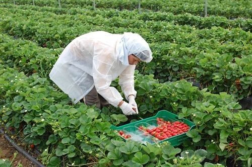 El Ayuntamiento de Almonte propondrá a empresarios agrícolas que 'tiren' de la bolsa de empleo local