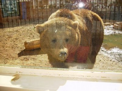 Recogen firmas para que cierre definitivamente el Zoo de Ayamonte