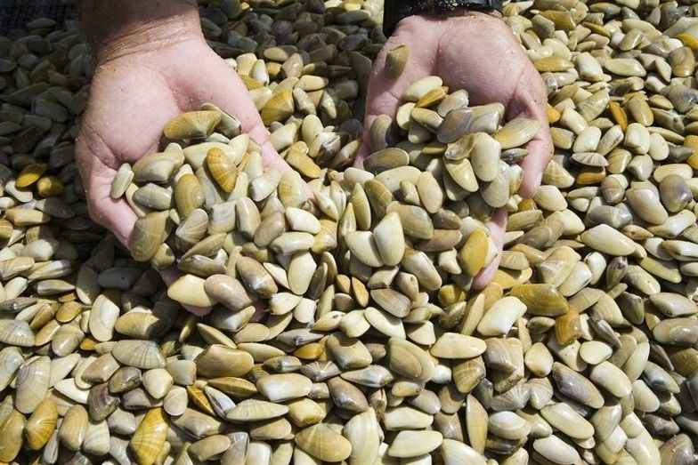 Abierta al marisqueo de la coquina las zonas de producción de la Barra del Terrón, Mazagón y Matalascañas