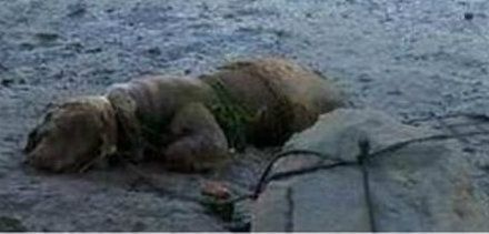 Confirman la condena de tres meses de cárcel por atar a un perro a una piedra para que se ahogara