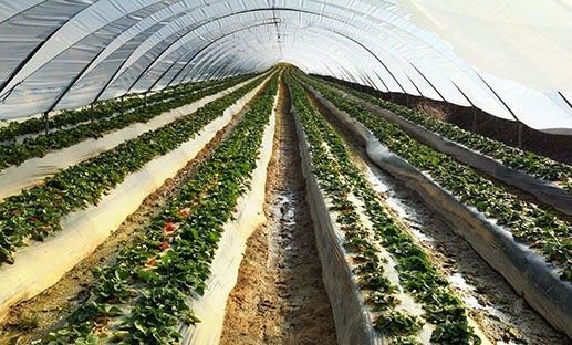 Aumentan el contenido de vitamina C del tomate mediante el cruce con una fresa