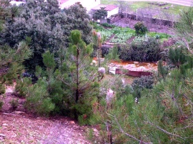 Alertan de una plaga de procesionaria en la barriada nervense de Pozo Bebé