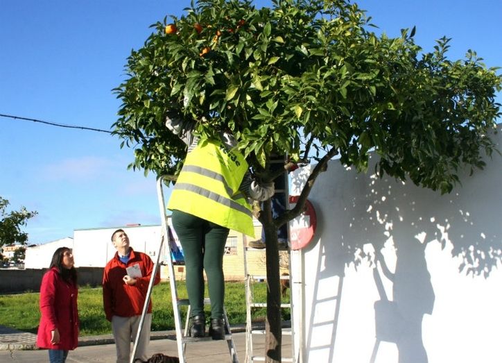 El Ayuntamiento de Valverde ‘hará caja’ vendiendo las naranjas de sus calles