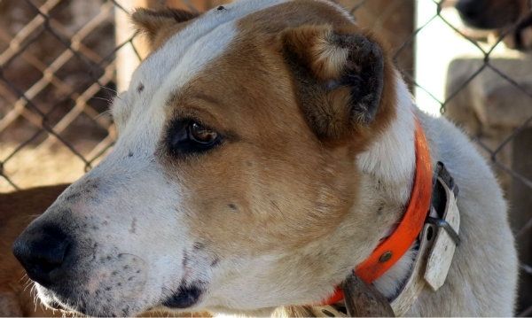 Detienen en la provincia de Huelva a seis veterinarios y 26 cazadores por mutilar perros