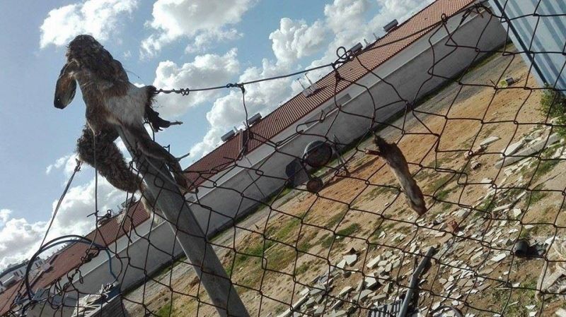 Rescatan ocho galgos y un podenco robados y maltratados en el Hotel Suárez
