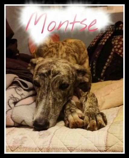 Rescatan ocho galgos y un podenco robados y maltratados en el Hotel Suárez