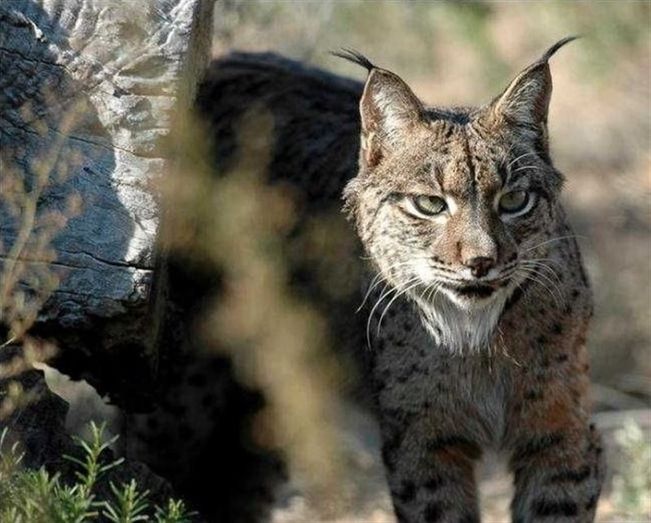 Muere un lince por probable ahogamiento en Lucena del Puerto