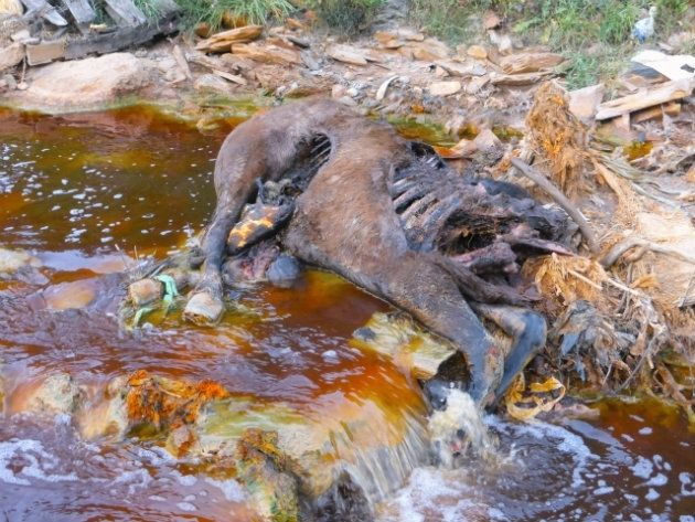 Ecologistas denuncian que el río Tinto se ha convertido en un vertedero de basuras y animales muertos