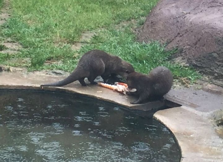 ‘Mariscada’ en el zoo de Córdoba cortesía del área onubense de Sanidad Exterior