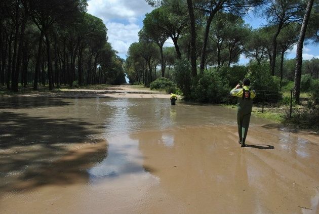 Treinta filiales inician este lunes su vuelta de un Rocío con 893 atenciones sanitarias y 6 caballos fallecidos