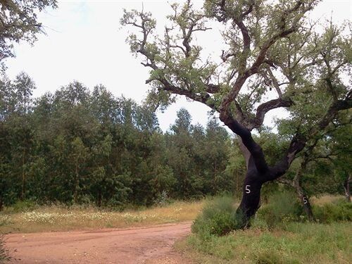 La filial de Ence, Silvasur, obtiene la certificación forestal para 20.582 hectáreas