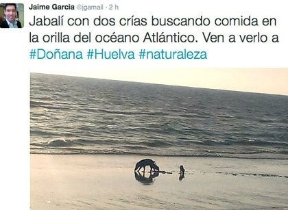 El runrún: Jabalíes ‘coquineros’ en Doñana