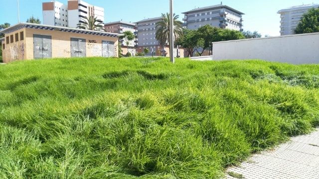 El runrún: Jabalíes ‘coquineros’ en Doñana