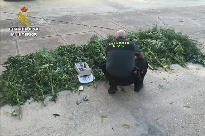 La Guardia Civil detiene a una persona por cultivar y vender marihuana en La Palma del  Condado