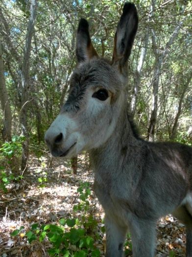 Los ‘burros bombero’ de Doñana duplican su número