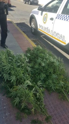 Incautan varias plantas de marihuana en una vivienda del núcleo de Bellavista