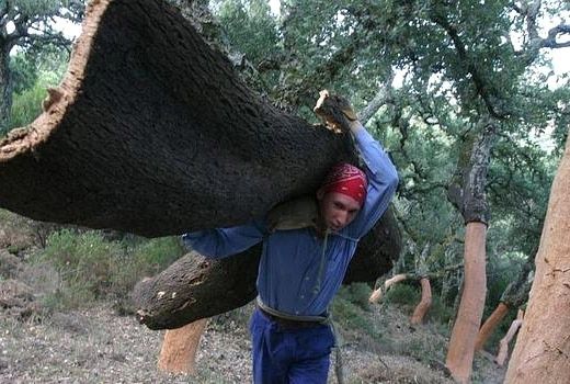 Asaja acusa a la Junta de bloquear el sector forestal onubense al no licitar aprovechamientos