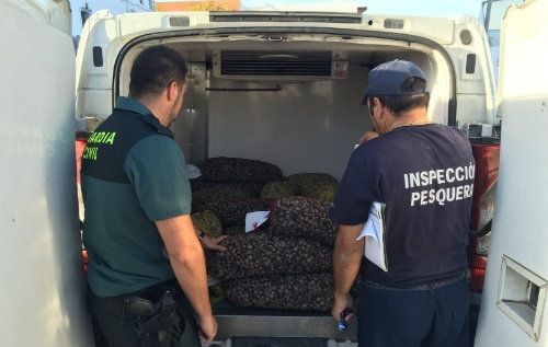 Inspección Pesquera se incauta de 2.283 kilos de chirla y coquina inmadura en la última semana