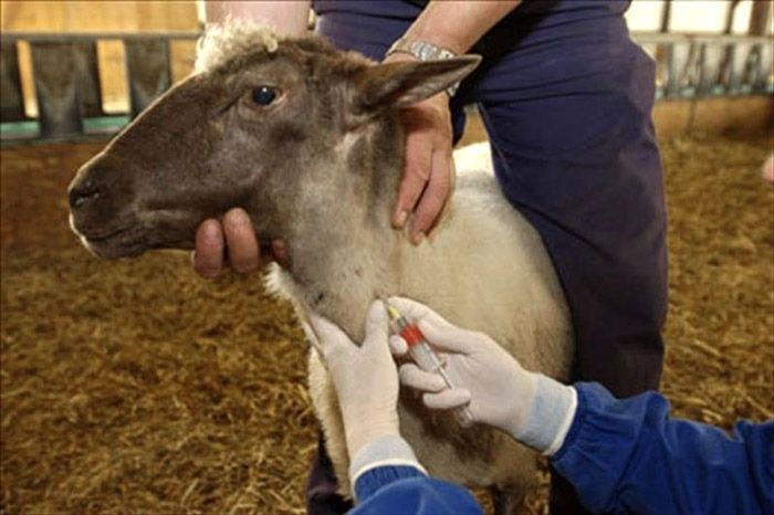 La Junta reparte casi 1,8 millones de dosis en vacunas para la lengua azul durante los dos últimos años