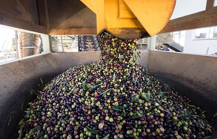 Olipaterna, el virgen extra al que el mimo hace gourmet