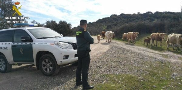 Detienen a un varón por los daños ocasionados por su ganado en cosechas de cereales y olivareros de Beas y Fuente de la Corcha