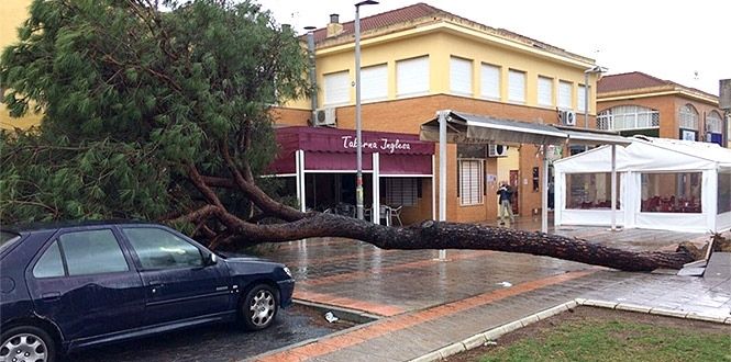 El viento derriba un pino de gran porte en Bellavista