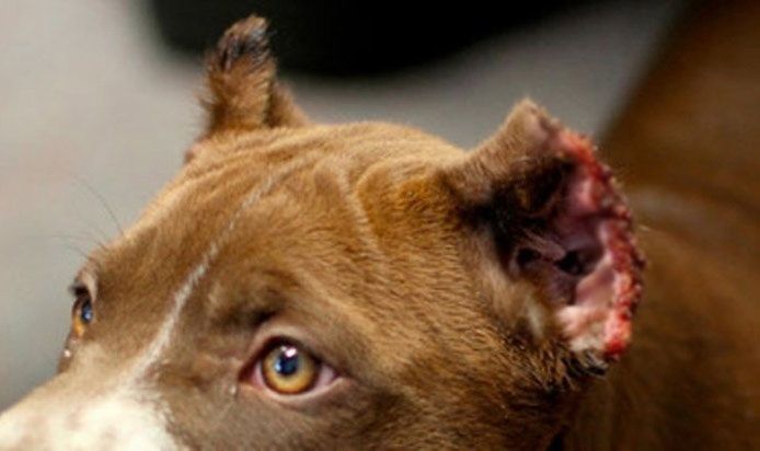En marcha el primer juicio de la operación 'Ears' por amputar orejas y rabos a perros