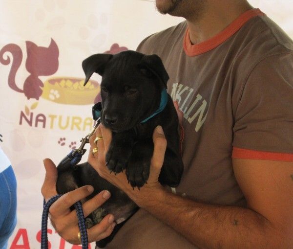Animales que ofrecen una segunda oportunidad a personas