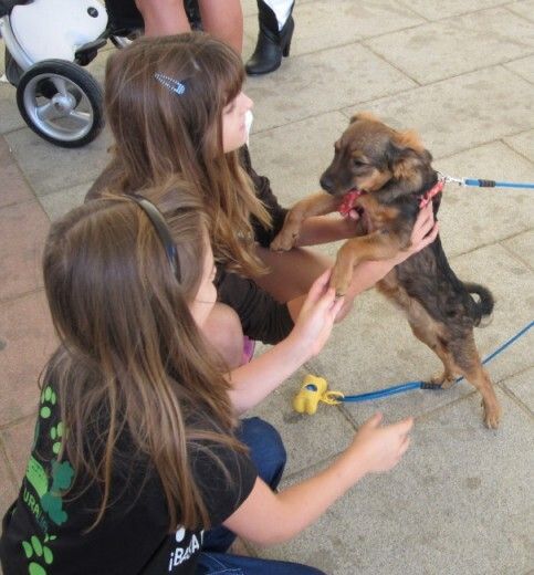 Animales que ofrecen una segunda oportunidad a personas
