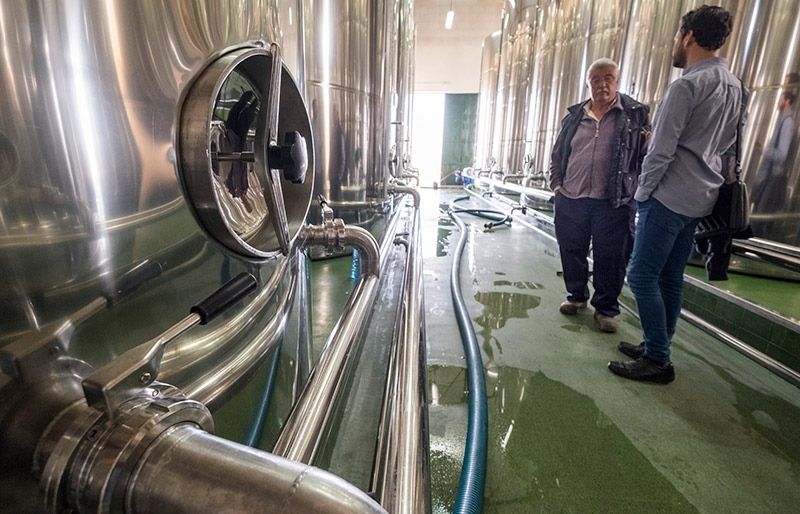 Villaoliva, la intensa armonía de cuatro variedades de aceituna