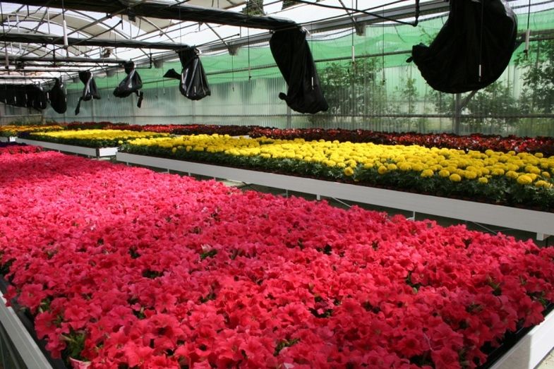 Diputación pone a disposición de los municipios 10.000 plantas de temporada para calles, parques y jardines 